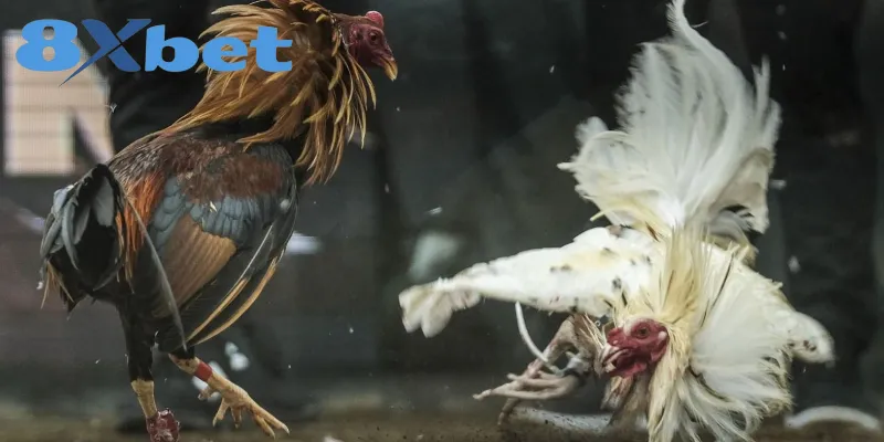 Kinh Nghiệm Xem Đá Gà Online An Toàn, Tránh Bị Lừa Đảo 6 Bật mí kinh nghiệm xem đá gà trực tuyến hiệu quả