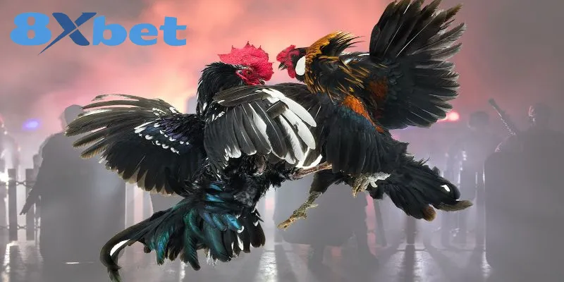 Phân Biệt Chi Tiết Giữa Đá Gà Thomo Và Đá Gà Cựa Sắt 4 So sánh chi tiết đá gà Thomo và đá gà cựa sắt